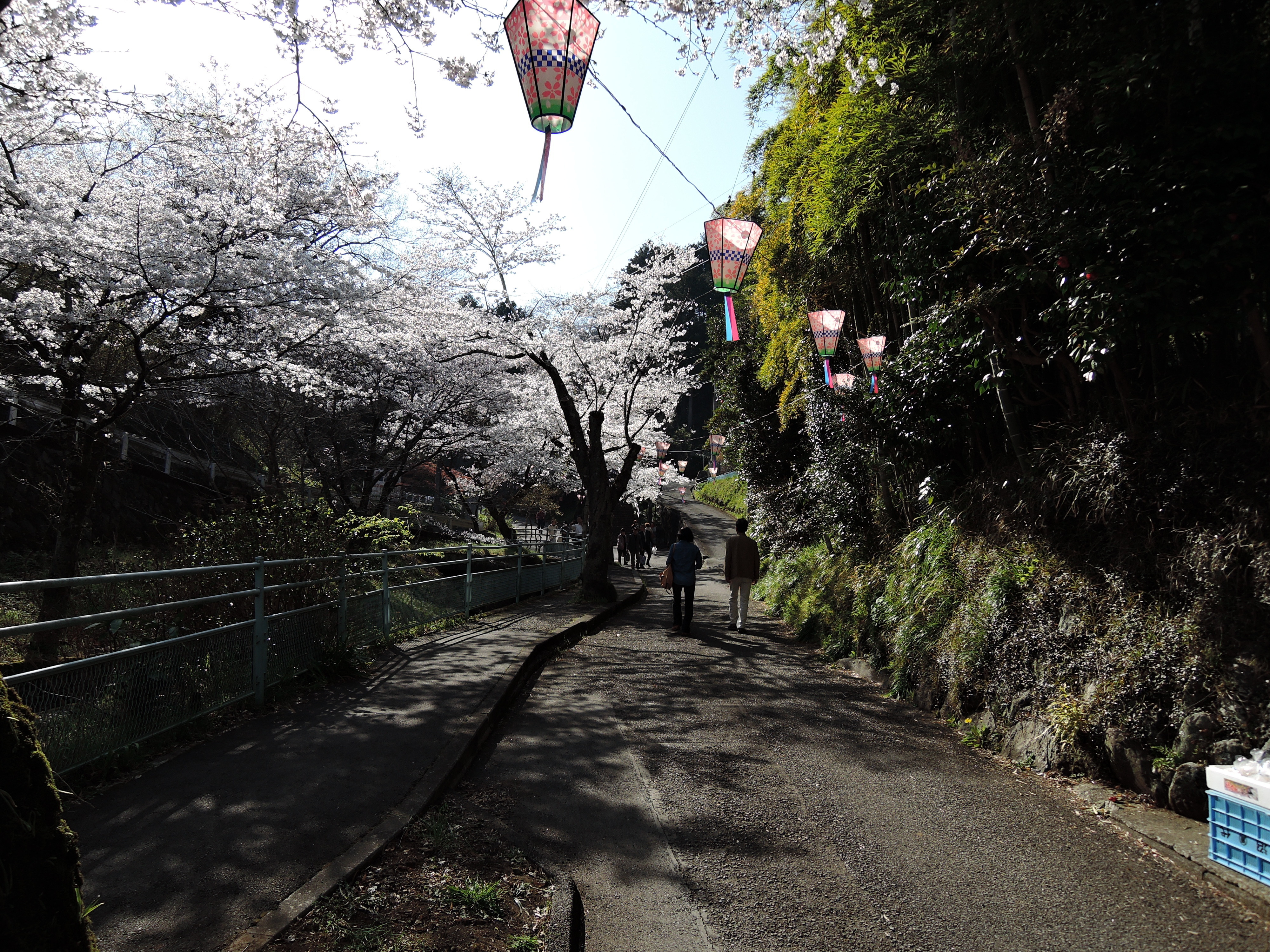 小田原 秦野 厚木へ桜ツーリング 小田原城址公園 弘法山公園 飯山白山森林公園 15年 小刀 通勤快速