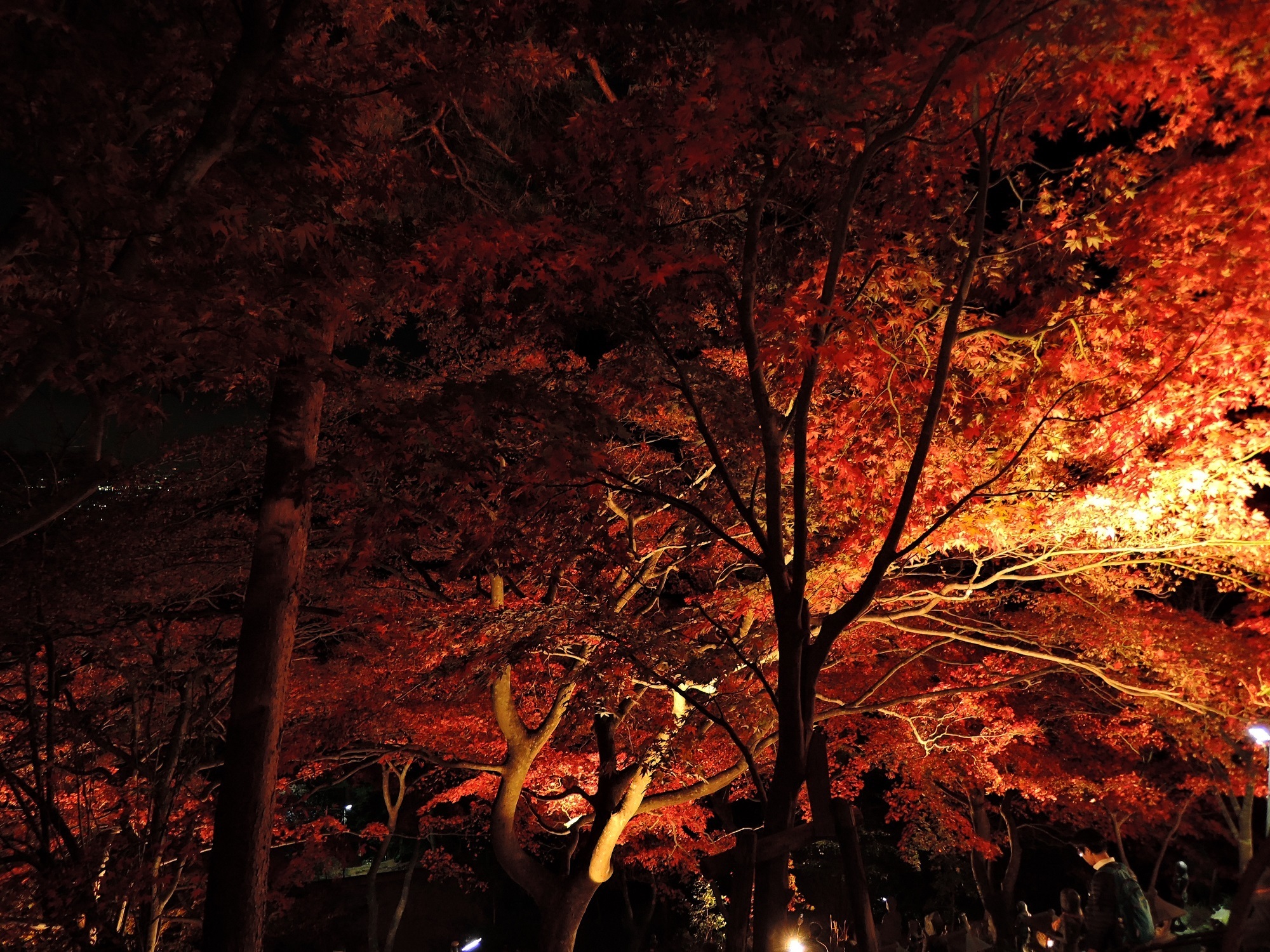 大山寺のライトアップ紅葉 15年11月21日 小刀 通勤快速
