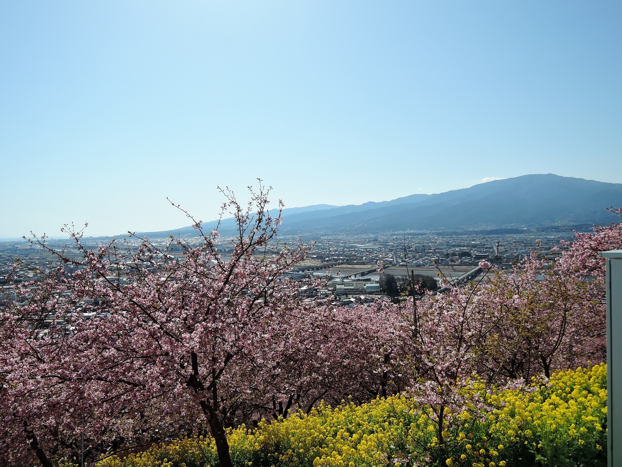 河津桜と梅を同時に楽しむツーリング 小田原市 松田山と曽我梅林 小刀 通勤快速